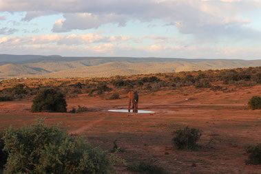 Abendlicht im Addo