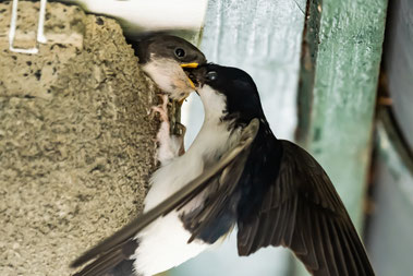 Mehlschwalben - Foto: Georg-Dietrich Kunzendorf/NABU-naturgucker.de