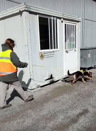 Mensch und Hund beim Mantrailing