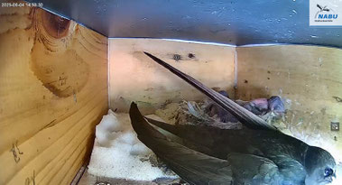 Jungvögel mit Elternvogel in Nistkasten 1