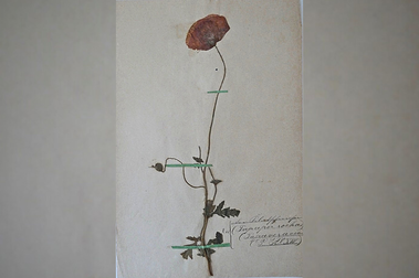 Klatschmohn, Seite aus dem Herbarium von Fritz Overbeck