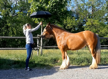 Sandra Plasser und Tinkerstute Anna