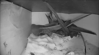 Komplette Familie in Kasten 1