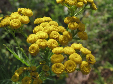 Blue Tansy