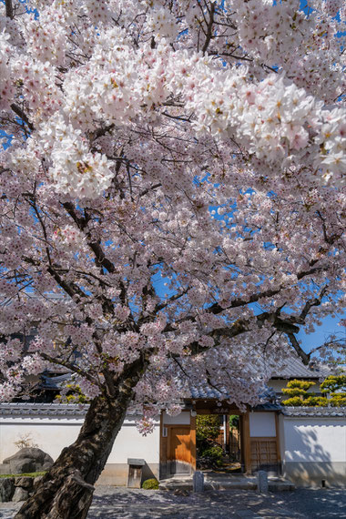 京都の桜「本隆寺」満開の桜