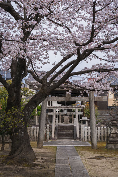 京都の桜「妙顕寺」