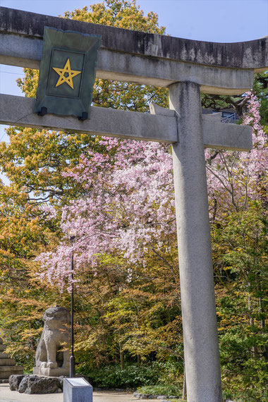 京都の桜「晴明神社」