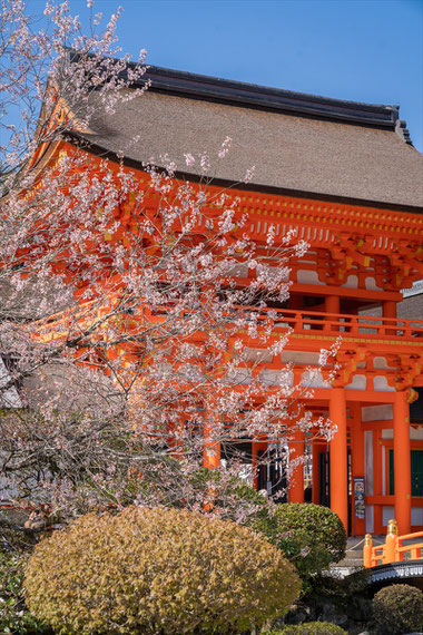 京都の桜「上賀茂神社」