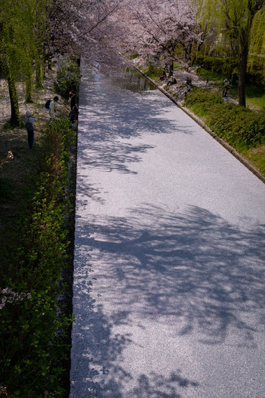 京都の桜「伏見十石舟」花筏