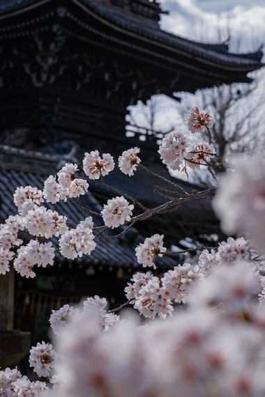 京都の桜「真如堂」満開