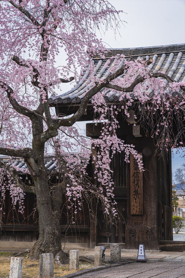 京都の桜「妙覚寺」