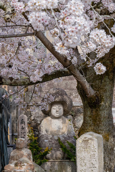 京都の桜「金戒光明寺」アフロ石仏