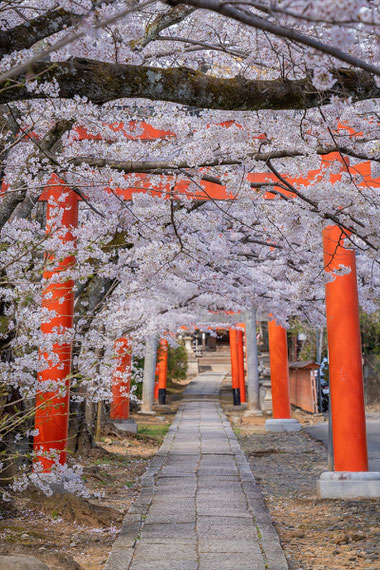 京都の桜「竹中稲荷神社」満開