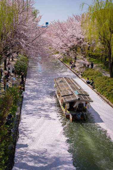 京都の桜「伏見十石舟」花筏