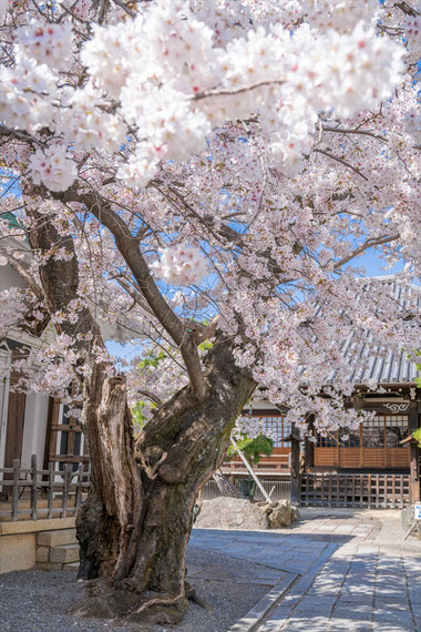 京都の桜「本隆寺」満開の桜