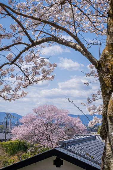 京都の桜「哲学の道」