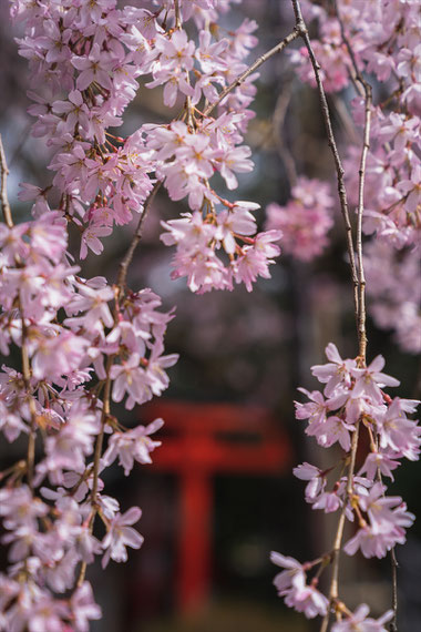 京都の桜「水火天満宮」紅枝垂れ桜