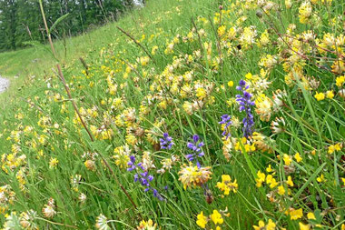 Halbtrockenrasen mit Wundklee und Schopfiger Kreuzblume nach 5 Jahren