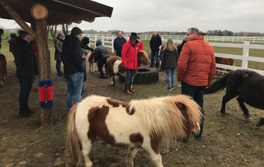 Bei den Shetty-Ponys auf Gut Aiderbichl in Niedersachsen