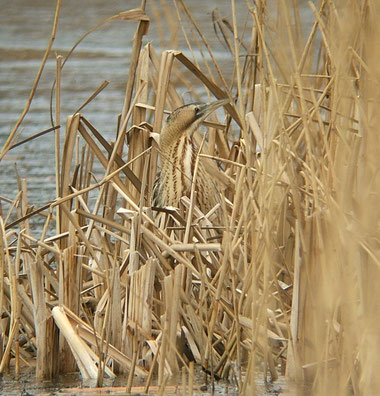 Great Bittern Botaurus stellaris. Gosforth Park, Northumberland, UK (c) Sciadopitys at WikiCommons