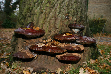 Holzzersetztende Pilze an einer Eiche 