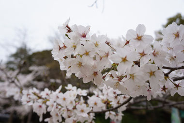 染井吉野