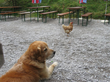 Man sieht förmlich, wie Balou denkt: Du blödes Huhn!