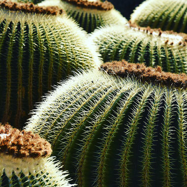 jardin-de-cactus