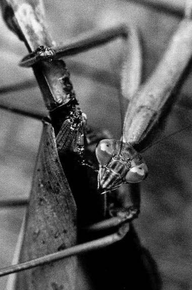 Female mantis eating a rival, Isumi, Japan.