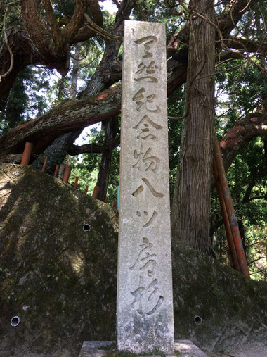 八ツ房杉(筆者撮影)