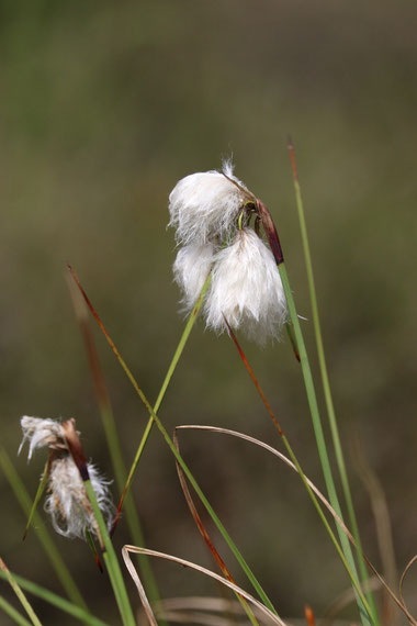 Schmalblättriges Wollgras (Eriophorum angustifolium)