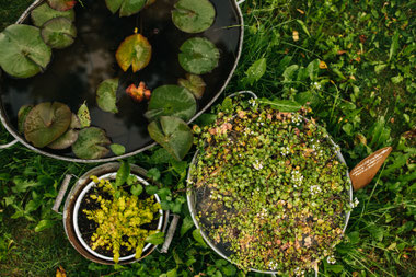 Remstal Gartenschau Mögglingen