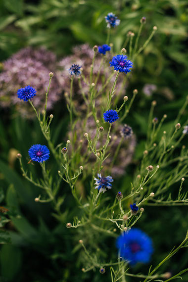 Remstal Gartenschau Mögglingen
