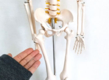池袋整体ゆっくりの施術者が骨格模型の大腿骨に手を当てている画像