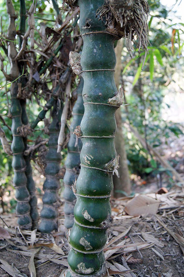 Bambusa vulgaris Wamin.