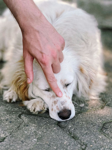 CHIEN COMPLICITE ARTISAN EDUCATEUR