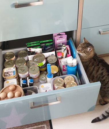 Katze Hermine und ihr Futter