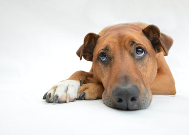 Nachdenklicher Hund