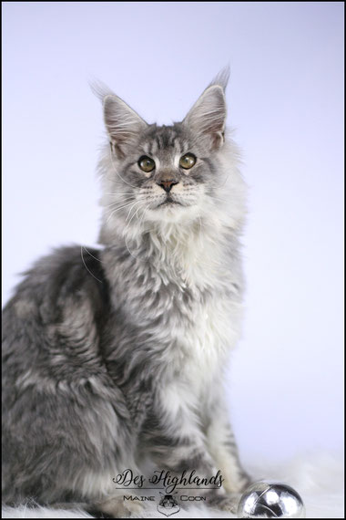 furet furet angora minilop lapin bélier mainecoon maine coon  elevage des highlands
