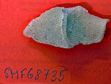 Senckenberg, Bryozoa, Bryozoen, Moostierchen, Sammlung Voigt