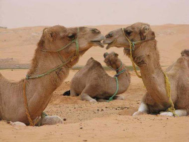Capodanno nel deserto