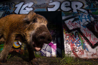 Ein junges Wildschwein am Stadtrand vor einem Graffiti (Foto: Sven Meurs)
