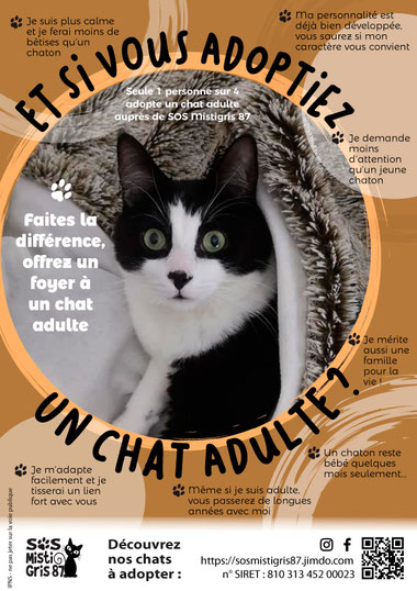 Pour Vous Aider A Trouver Le Compagnon Qu Il Vous Faut Merci De Lire Ceci Site De Sosmistigris87