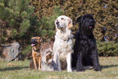 Photo d'uun groupe de chiens