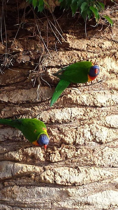 Lorikeets