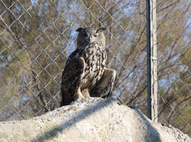 Bild: Eule im Parc ornithologique de Pont-de-Gau