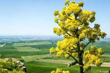 FERULA: SIMBOLO MURGIANO