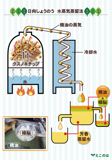 水蒸気蒸留法、日向しょうのう
