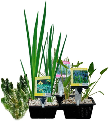 Teichpflanzen Set mit Sauerstoff und Sumpfpflanzen
