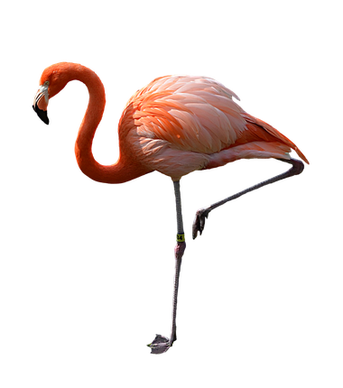 Image animaux detourée transparent sur fond blanc flamant rose png